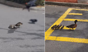 道路の真ん中で立ち往生しているカモの親子。なんとこの時、ヒナたちがカラスに付け狙われていたのです！！【海外・動画】