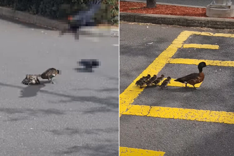 道路の真ん中で立ち往生しているカモの親子。なんとこの時、ヒナたちがカラスに付け狙われていたのです！！【海外・動画】
