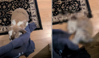 「他の子の匂いがする」飼い主さんが外でウサギを抱いてきた事に気が付いたウサギ。その時飼い主さんが着ていた服を破く勢いでキックキック!!