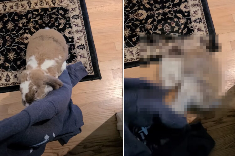 「他の子の匂いがする」飼い主さんが外でウサギを抱いてきた事に気が付いたウサギ。その時飼い主さんが着ていた服を破く勢いでキックキック！！