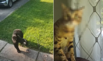庭先にあらわれた大きなクマ。この時クマを初めて見た愛猫のリアクションにご注目！！【アメリカ・動画】