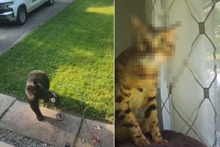 庭先にあらわれた大きなクマ。この時クマを初めて見た愛猫のリアクションにご注目！！【アメリカ・動画】