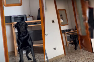 家の中でかくれんぼをして遊ぶ犬。ドアの裏に隠れている女性を見つけることができるかな？？【海外・動画】