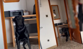 家の中でかくれんぼをして遊ぶ犬。ドアの裏に隠れている女性を見つけることができるかな？？【海外・動画】