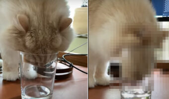グラスの中の水が飲みたいモフモフ毛並みの猫。ほとんど入っていない水をどう飲むのかと思いきや、その飲んでいる姿にビックリ!【海外・動画】