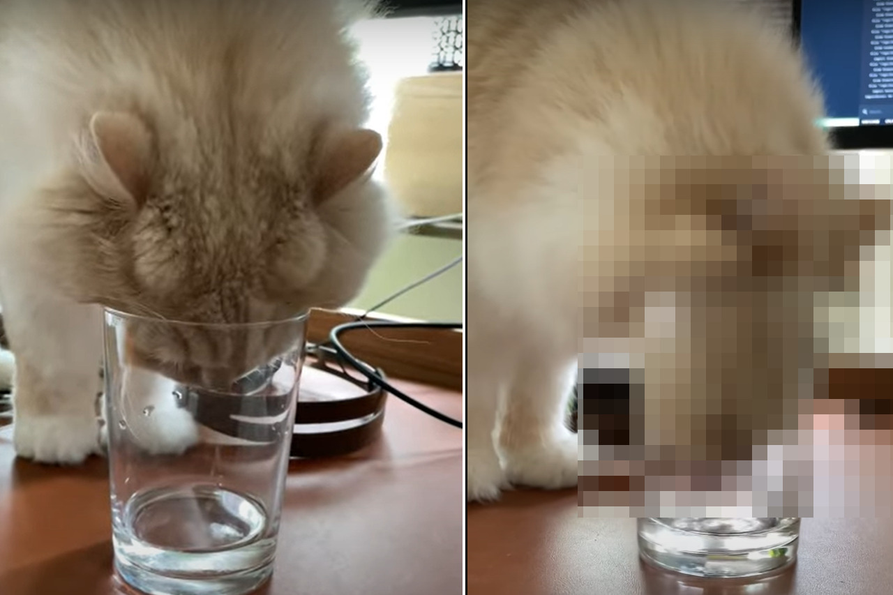 グラスの中の水が飲みたいモフモフ毛並みの猫。ほとんど入っていない水をどう飲むのかと思いきや、その飲んでいる姿にビックリ！【海外・動画】