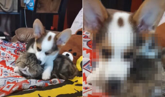 大好きなのは伝わってくるけど・・。猫にのしかかって頭をなめるコーギーの子犬ですが、猫の方はなんだか困っているみたいです【海外・動画】