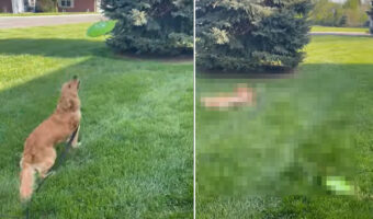 フリスビーを教わっているゴールデンリトリバーの子犬。飼い主さんの投げたフリスビーをキャッチできるかな?【アメリカ・動画】