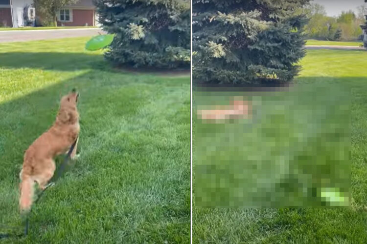 フリスビーを教わっているゴールデンリトリバーの子犬。飼い主さんの投げたフリスビーをキャッチできるかな？【アメリカ・動画】