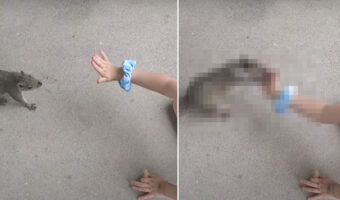 野生のリスとハイタッチを交わすことに成功した女の子。お礼にとピーナッツを殻ごと差し出してあげると・・【アメリカ・動画】