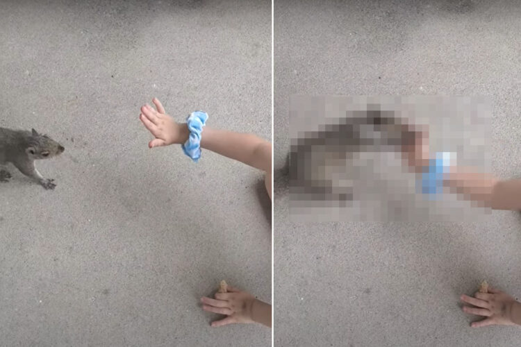 野生のリスとハイタッチを交わすことに成功した女の子。お礼にとピーナッツを殻ごと差し出してあげると・・【アメリカ・動画】