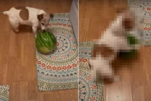 キッチンでスイカを見つけたジャックラッセル。その形や大きさからボールだと思ったらしく、転がして遊びはじめました！【アメリカ・動画】