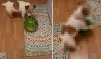 キッチンでスイカを見つけたジャックラッセル。その形や大きさからボールだと思ったらしく、転がして遊びはじめました！【アメリカ・動画】