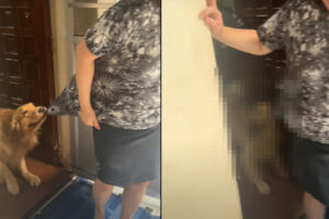 暑いのが嫌いで外に出たがらない犬。ママさんが外に出るのも絶対引き止めたい！！【海外・動画】