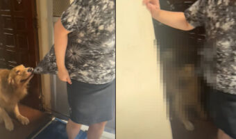 暑いのが嫌いで外に出たがらない犬。ママさんが外に出るのも絶対引き止めたい！！【海外・動画】