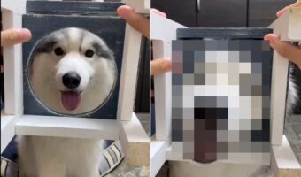 「穴に顔を入れる前からかわいい」ハスキーが目をつぶってお顔をエイッと入れた瞬間はもっと可愛かった！