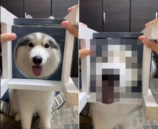 「穴に顔を入れる前からかわいい」ハスキーが目をつぶってお顔をエイッと入れた瞬間はもっと可愛かった！