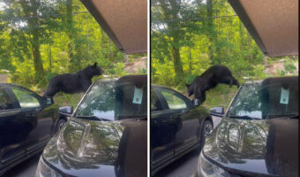 駐車場にクマが現れた!車の上に乗って移動すると、すさまじいパワーで軽々と窓ガラスを破壊!!