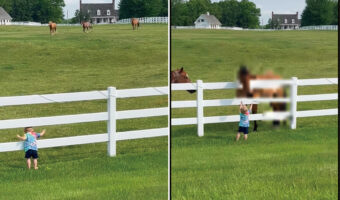 近所の牧場の馬たちと仲良しな男の子。この子が呼びかけるように声を上げながら柵をパンパン叩くと・・【アメリカ・動画】
