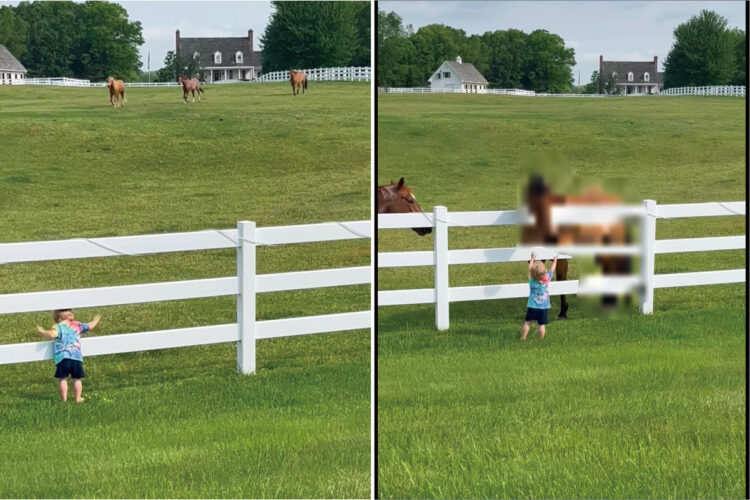 近所の牧場の馬たちと仲良しな男の子。この子が呼びかけるように声を上げながら柵をパンパン叩くと・・【アメリカ・動画】