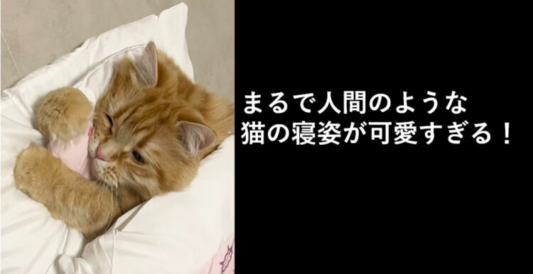 布団の使い方いつの間に覚えた？人間のように眠る猫がカワイイ！