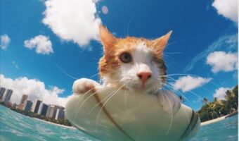 片目がなくなった猫、元気になってハワイでサーフィンを楽しむ