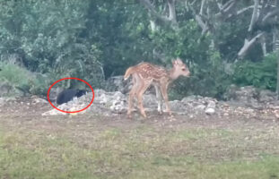 白黒猫はライオンになったお気持ち？大きめな石の陰に隠れ子鹿を見つめるこの猫は・・「今だ！」とばかりに飛びかかりました！！