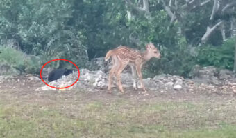 白黒猫はライオンになったお気持ち？大きめな石の陰に隠れ子鹿を見つめるこの猫は・・「今だ！」とばかりに飛びかかりました！！