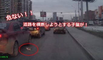 危ないっ!車に轢かれそうになりそうな子猫を間一髪で助ける心優しきドライバー