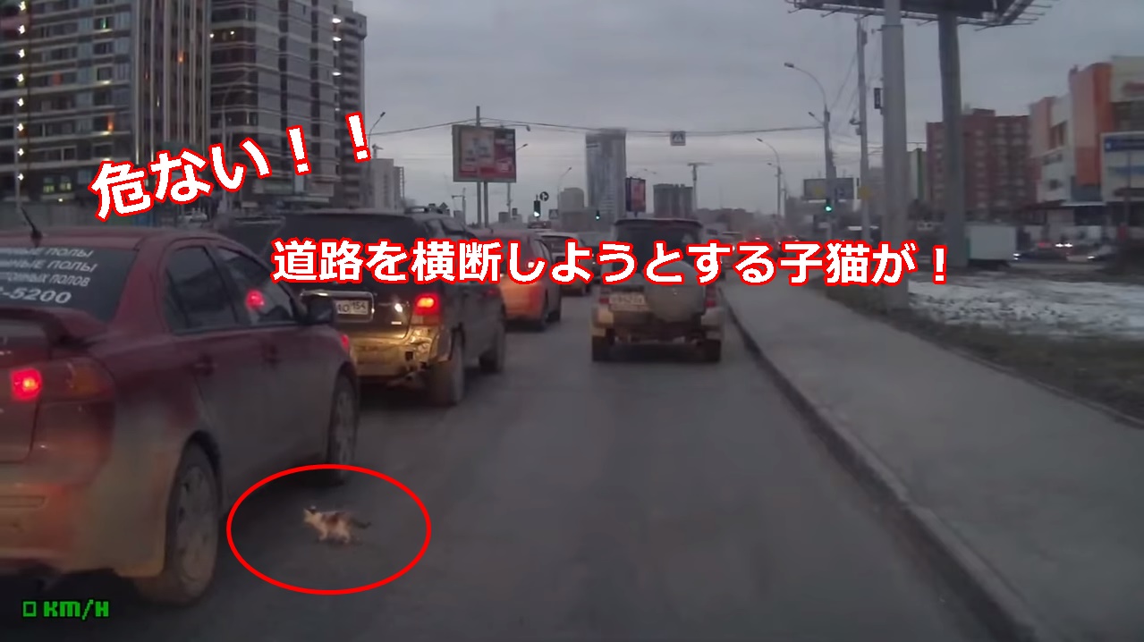 危ないっ！車に轢かれそうになりそうな子猫を間一髪で助ける心優しきドライバー