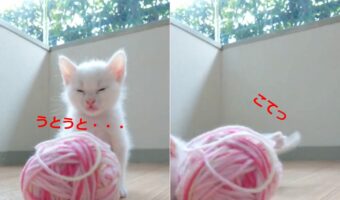 かわいさ永久保存版映像！！かわいすぎて笑みが浮かんじゃう！オネムな子猫が睡魔に負けて寝落ちする姿がたまらない！