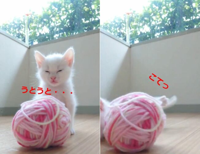 かわいさ永久保存版映像！！かわいすぎて笑みが浮かんじゃう！オネムな子猫が睡魔に負けて寝落ちする姿がたまらない！