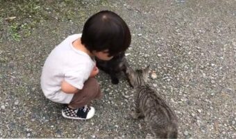 【優しい世界】「ケンカしたらダメだよっ」小さな男の子が子猫たちの仲裁に入る光景が尊すぎる！！