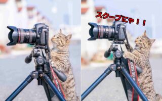 どう？すごいのが写ってたの！？カメラマンさながらの猫の表情に反響