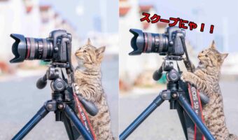 どう?すごいのが写ってたの!?カメラマンさながらの猫の表情に反響