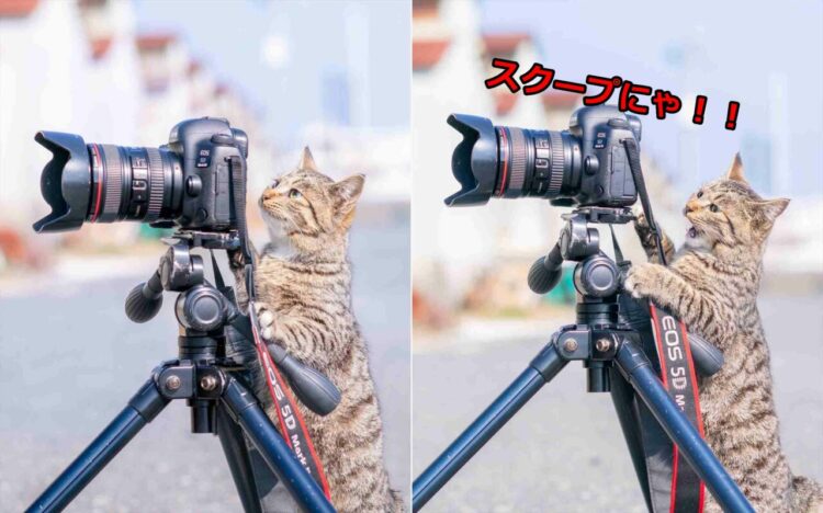 どう？すごいのが写ってたの！？カメラマンさながらの猫の表情に反響