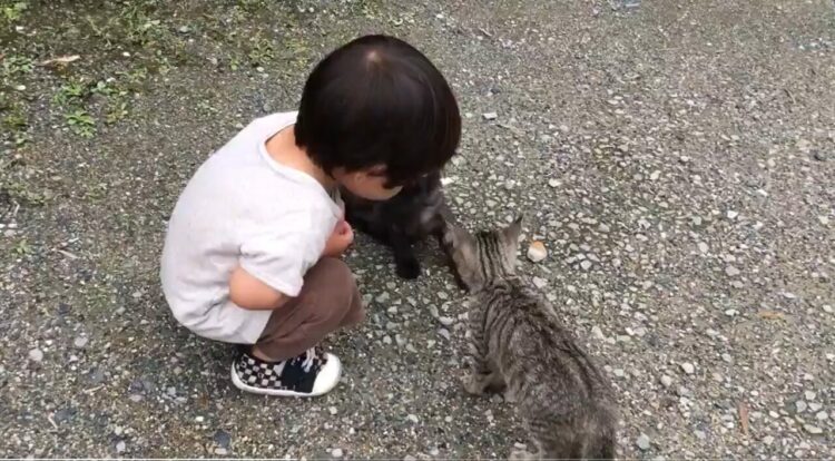 【優しい世界】「ケンカしたらダメだよっ」小さな男の子が子猫たちの仲裁に入る光景が尊すぎる！！