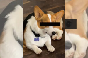 飼い主さんに視線を送るコーギー。ところが顔を飼い主さんに向けることはなく・・・、まるで様子を窺っているみたいです【アメリカ・動画】