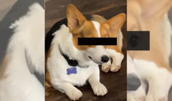 飼い主さんに視線を送るコーギー。ところが顔を飼い主さんに向けることはなく・・・、まるで様子を窺っているみたいです【アメリカ・動画】