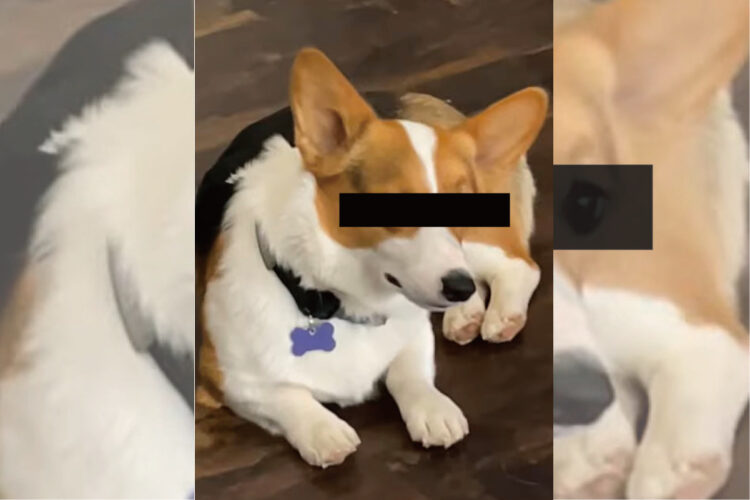 飼い主さんに視線を送るコーギー。ところが顔を飼い主さんに向けることはなく・・・、まるで様子を窺っているみたいです【アメリカ・動画】