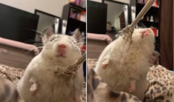 カキカキされるのが気持ちがいいのか、どんどん体が仰け反っていく。チンチラは体をかいてもらい至福のひとときを過ごしていました【動画】