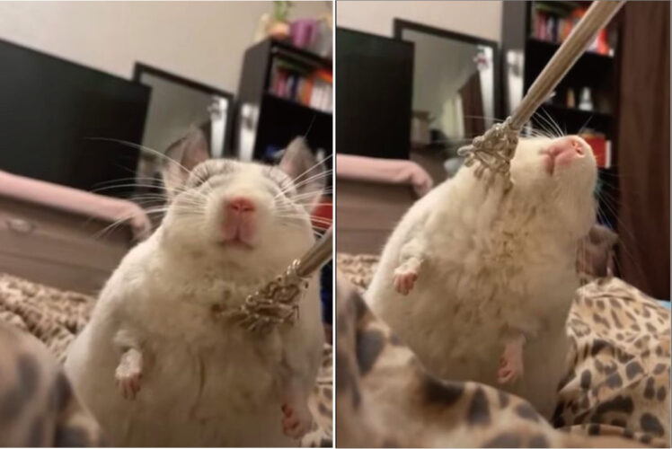 カキカキされるのが気持ちがいいのか、どんどん体が仰け反っていく。チンチラは体をかいてもらい至福のひとときを過ごしていました【動画】