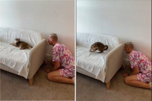 愛猫と「いないいないばあ」で遊ぶ飼い主さん。ところが、身を潜めていたソファの陰から身を乗り出したその瞬間・・！！【アメリカ・動画】