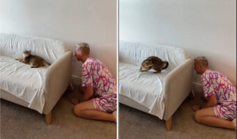 愛猫と「いないいないばあ」で遊ぶ飼い主さん。ところが、身を潜めていたソファの陰から身を乗り出したその瞬間・・！！【アメリカ・動画】