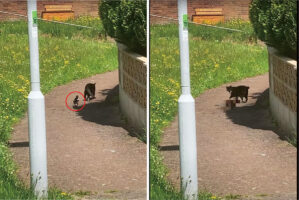 だるまさんがころんだでもしているの？猫の後ろをずっと付いていくカササギ。ところが猫が振り返るとその度に・・