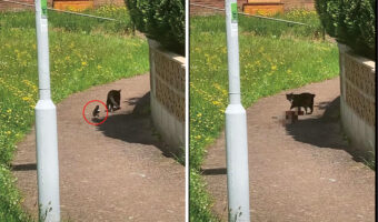 だるまさんがころんだでもしているの？猫の後ろをずっと付いていくカササギ。ところが猫が振り返るとその度に・・