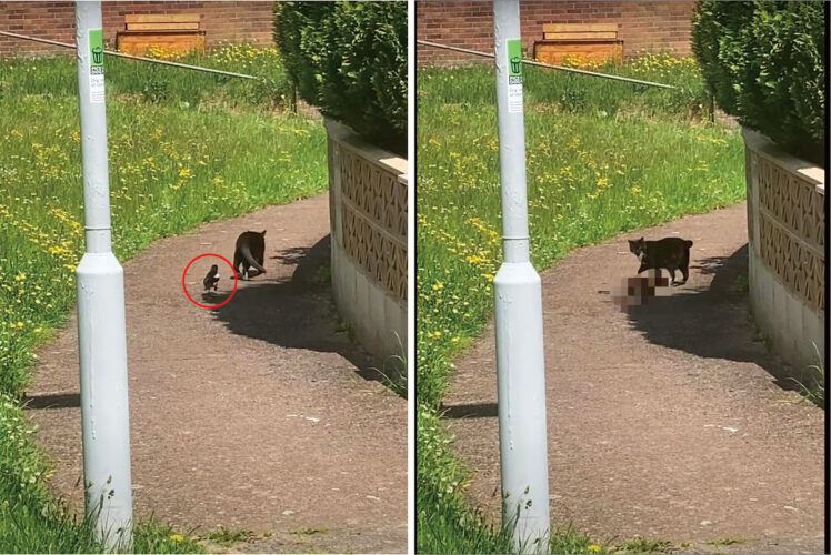 だるまさんがころんだでもしているの？猫の後ろをずっと付いていくカササギ。ところが猫が振り返るとその度に・・