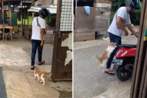 【390万再生突破】ヘルメットをかぶった飼い主さんの後をつける愛猫。飼い主さんがスクーターにまたがったその直後・・！！【海外・動画】