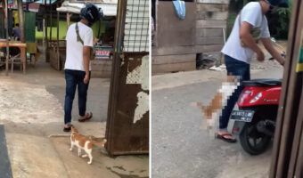 【390万再生突破】ヘルメットをかぶった飼い主さんの後をつける愛猫。飼い主さんがスクーターにまたがったその直後・・!!【海外・動画】