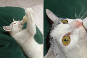 哺乳瓶からミルクを飲む猫。仰向けになってまったり飲んでいるその姿は、なんだかクセ強めです